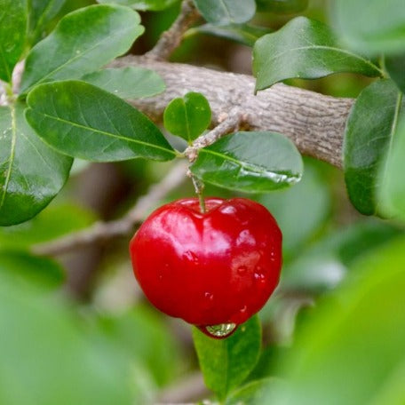 Acerola_Tree_Barbados_Cherry_Fruit_Tree-tizardin.mu