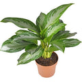 Aglaonema_Sapphire_Susan_tizardin.mu