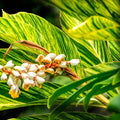 Alpinia Zerumbet
