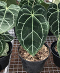 Anthurium Magnificum potted plant with large velvety leaves in Mauritius