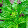 Basil_Plant_tizardin.mu