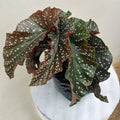 Potted Begonia plant with spotted leaves on a neutral background