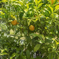 Bibasse_fruit_tree_loquat_fruit_tree_tizardin.mu