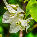 Bougainvillea_White_tizardin.mu