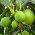Breadfruit_fruit_a_pain_tizardin.mu