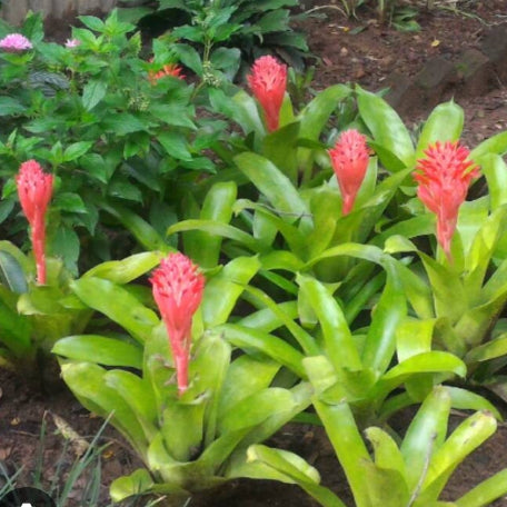 Bromeliad-Pyramidallis_tizardin