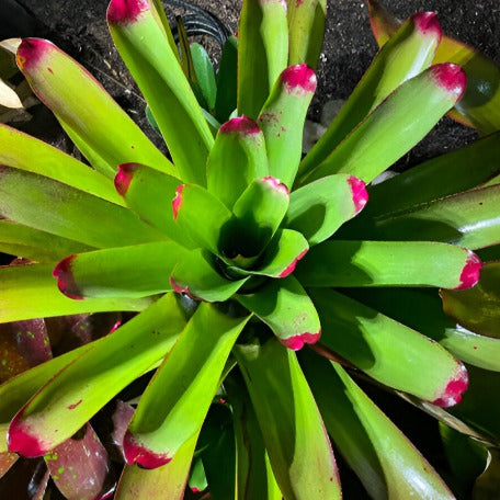 Bromeliad_SunKing_tizardin.mu