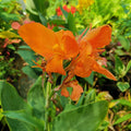 Canna-Lily_Orange_tizardin