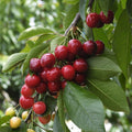 Cherry_tree_tizardin.mu