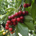 Cherry_plant_tizardin.mu
