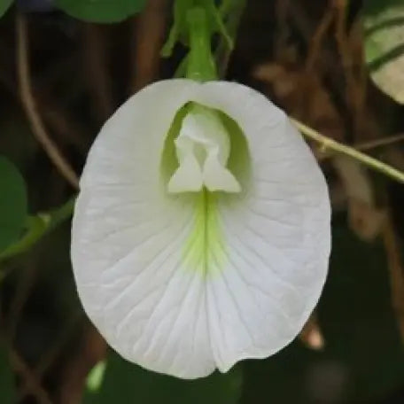 Clitoria_Ternatea_tizardin.mu