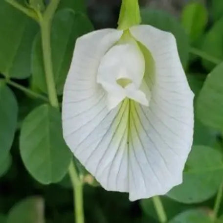 Clitoria_Ternatea_www.tizardin.mu