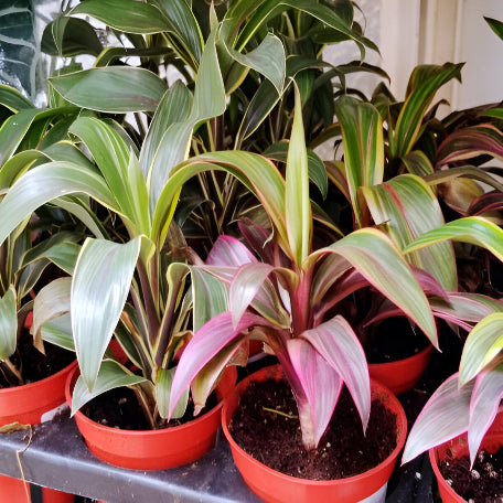 Cordyline_Variegated_tiplant_tizardin.mu