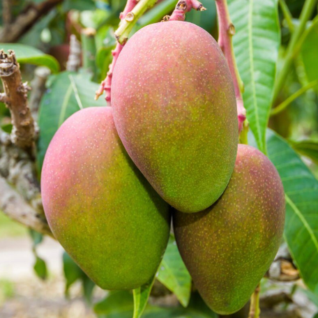 alphonso mangue png