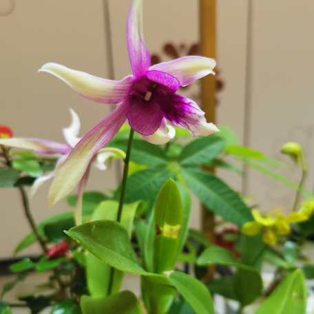 Dendrobium_Bicolor_tizardin