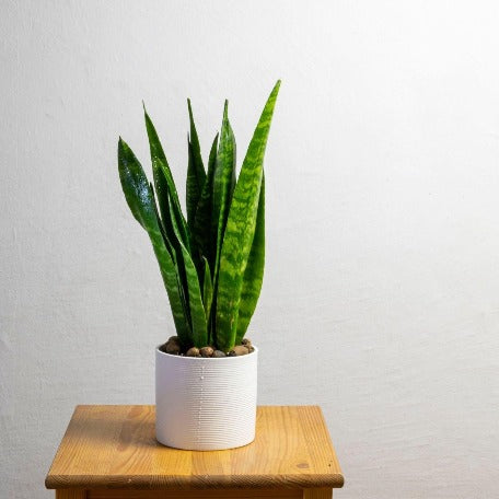 sansevieria fasciata Air purifying plants - Snake plant - Dwarf Fasciata