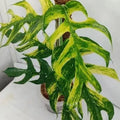 E. Pinnatum