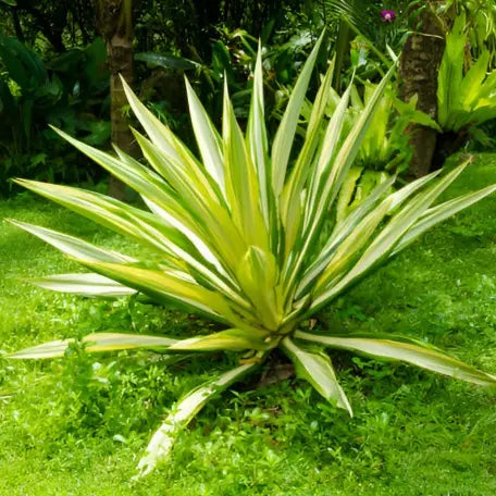 False_Agave_Variegated_tizardin.mu