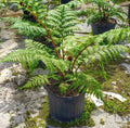 Potted fern plant on a stone surface