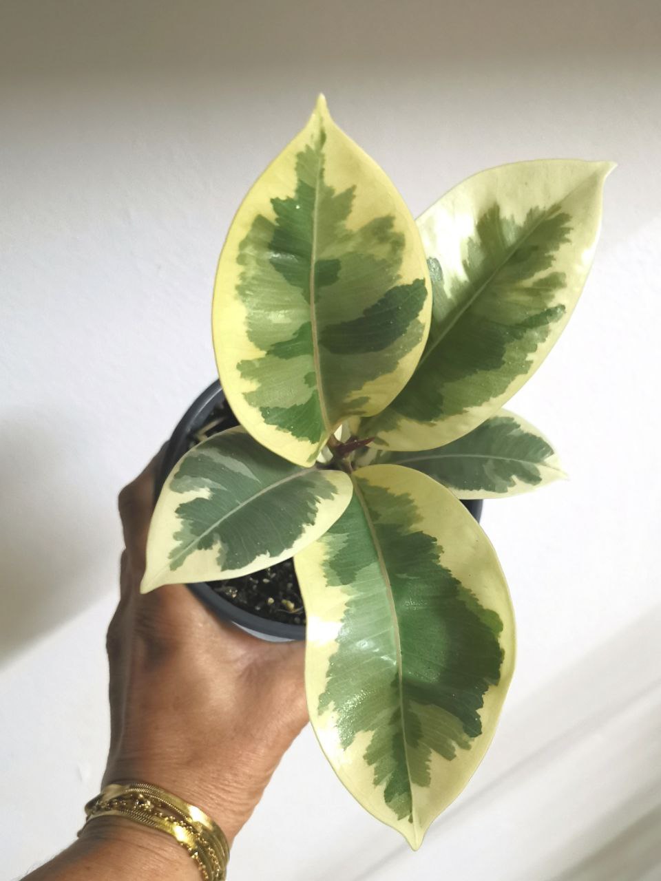 Ficus Elastica- Rubber plant