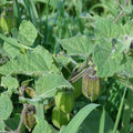 Golden_gooseberry_Physalis_peruviana_tizardin