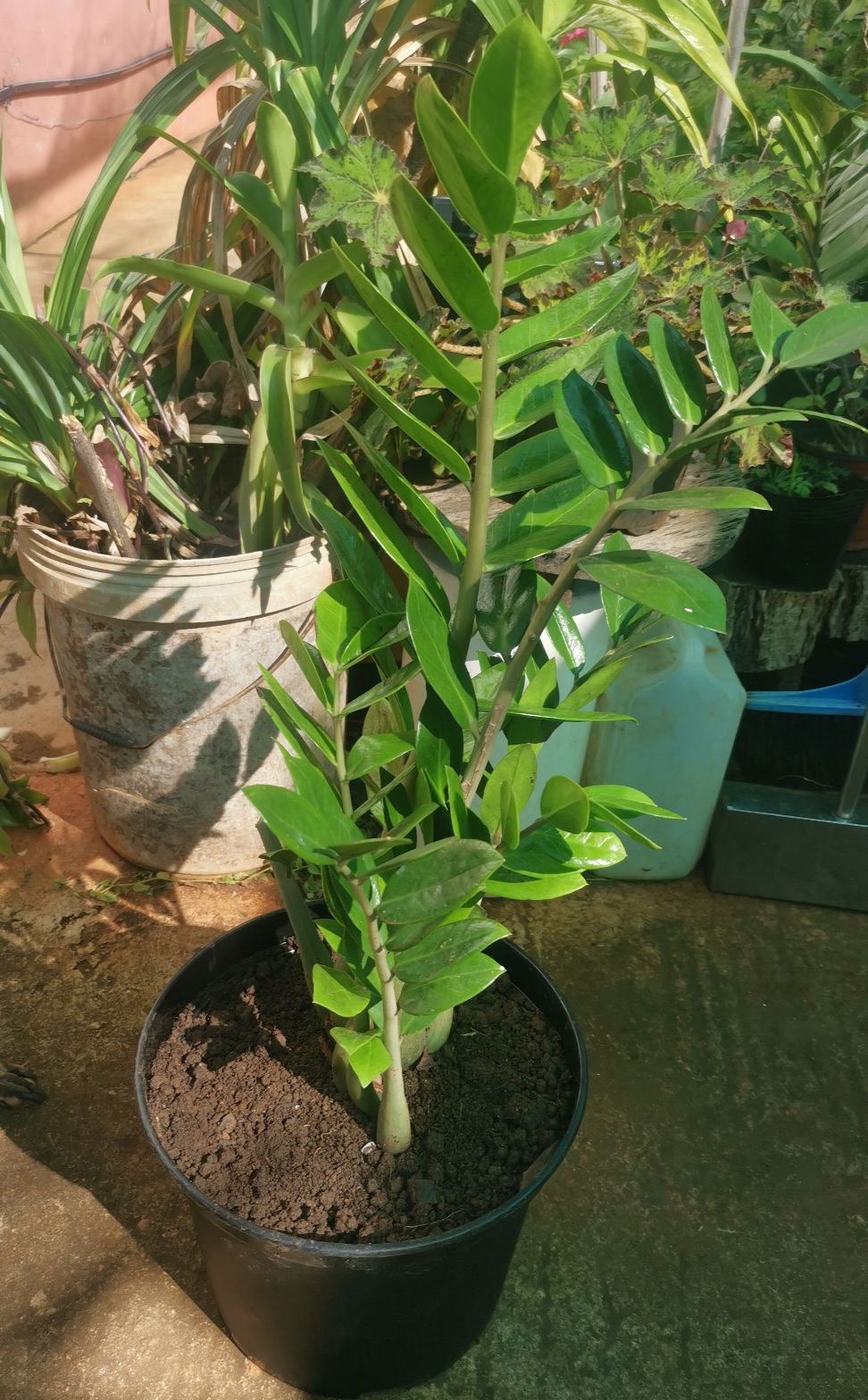 ZZ Plant