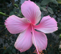 Hibiscus-Pink