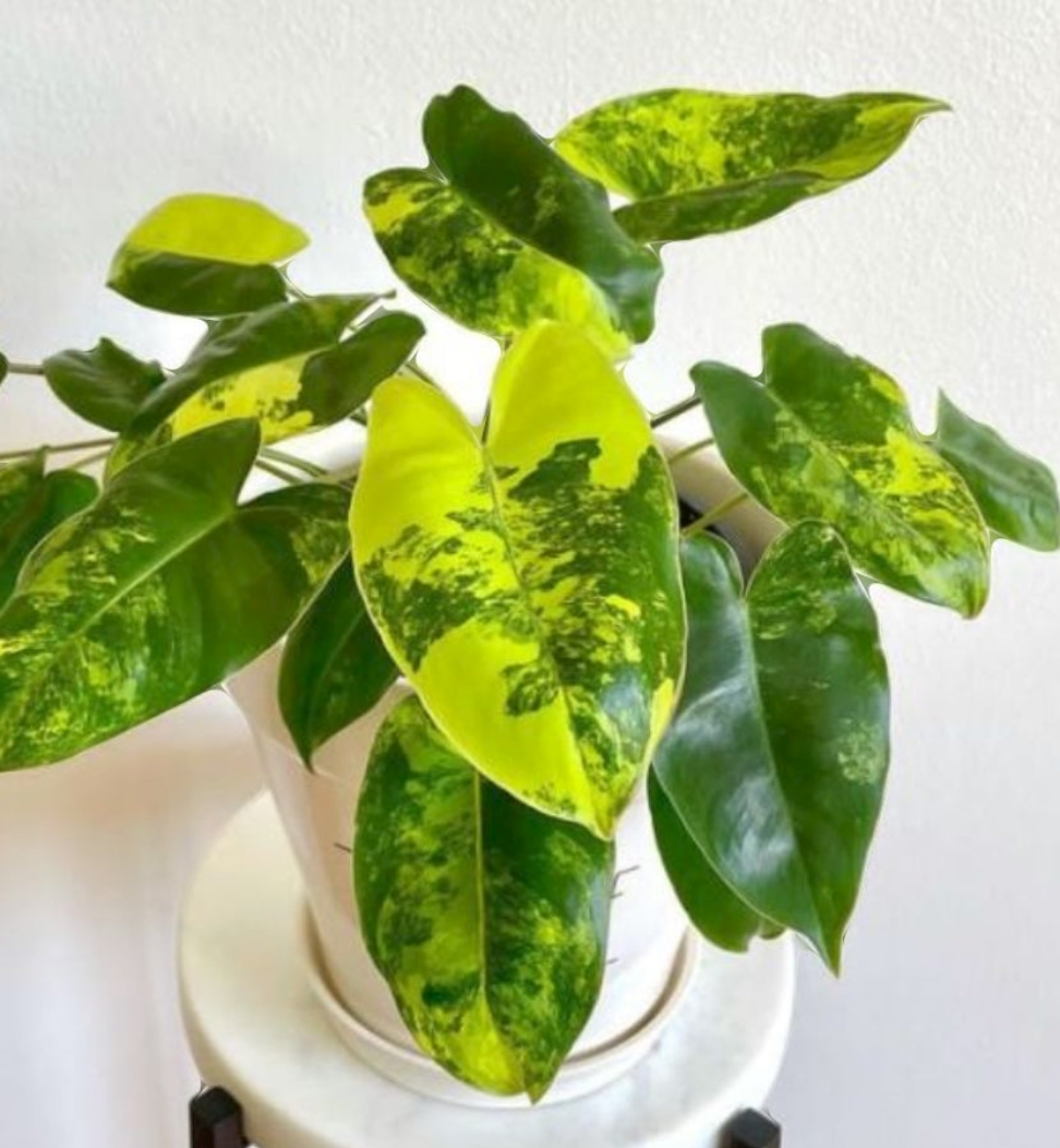 Philodendron Burlemark