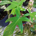 Philodendron_Florida_green_tizardin.mu