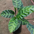 Calathea_leopardina_tizardin.mu