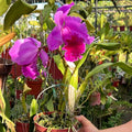 Orchid_cattleya_tizardin.mu