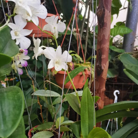 Orchids_Mauritius_tizardin.mu