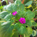 African violets Dark Purple_tizardin.mu