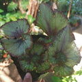 Begonia_Escargot_tizardin.mu