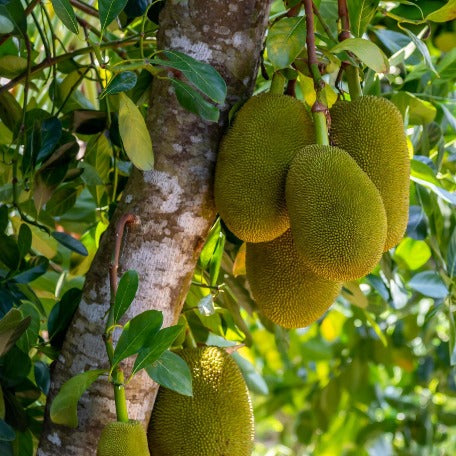 Jackfruit_mauritius_tree_tizardin.mu