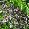 Lilas de Perse_tizardin