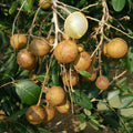 Longan Tree_tizardin