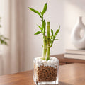 Lucky_Bamboo_Square_glass_pot_tizardin