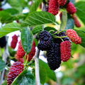 Mulberry_Plant_tizardin.mu