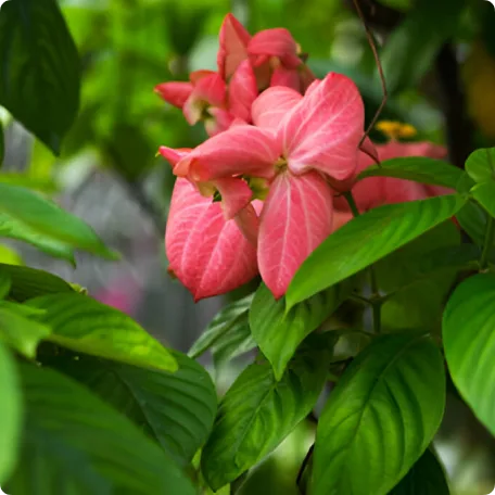 Mussaenda Plant