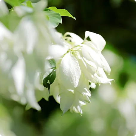 Mussaenda Plant