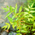 Neem_Tree_tizardin.mu
