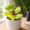Neon-variegated-pothos-tizardin