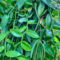 Orchid_Vanilla_tizardin.mu
