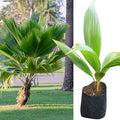 Pritchardia_pacifica_tizardin.mu_fiji_fan_palm