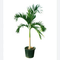 palm tree veitchia