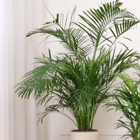 palm plants for sale in trinidad Palm tree multipliant - palmiste trees for sale in Mauritius