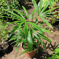 Palm tree _Lady _tizardin.mu