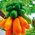 Papaya_Fruit_Red_Lady_tizardin