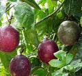 Passion_Fruit_Purple_tizardin